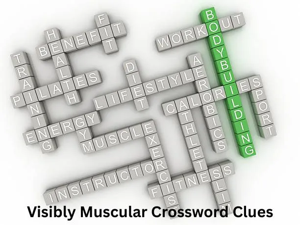 Visibly Muscular Crossword Clues